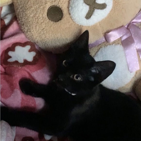 Hai, I’m nat! ૮₍ ˃̵͈᷄ . ˂̵͈᷅ ₎ა - Picture 2 of 2